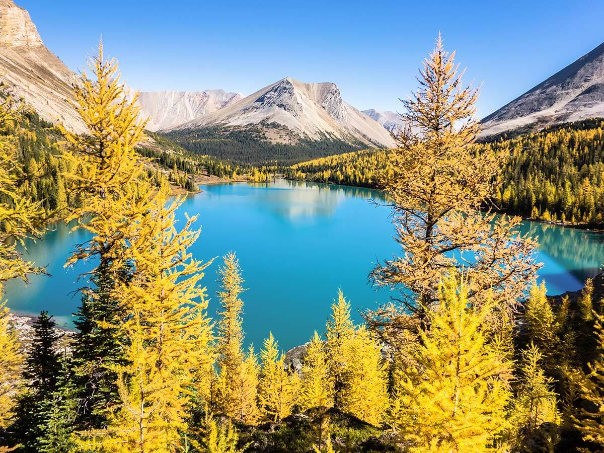 The Skoki Lakes hike in Banff National Park is one of the best fall larch hikes in Alberta