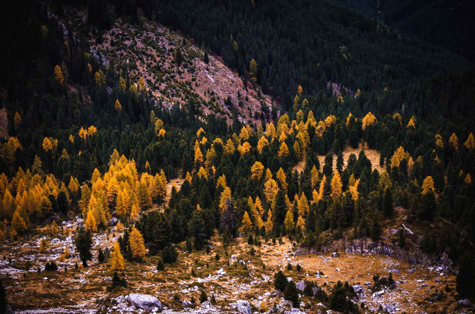 larch trees changing colour, looking from above