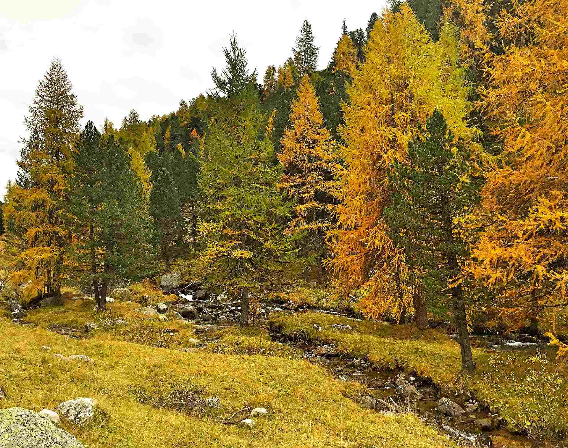 Larch Tree Forest
