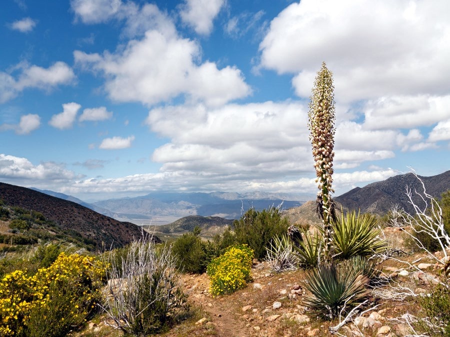 Desert wildflowers in full bloom along the Pacific Crest Trail in California's Anza Borrego Desert State Park