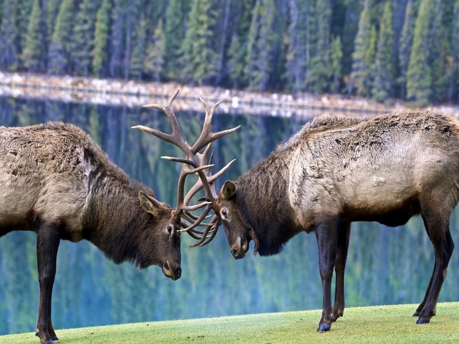 Bull elk during the rut season in Jasper National Park, Alberta, Canada