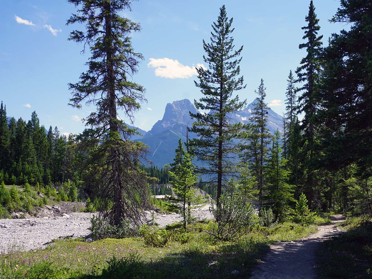 Cougar Creek on the Lady MacDonald Tea House Hike from Canmore, Alberta