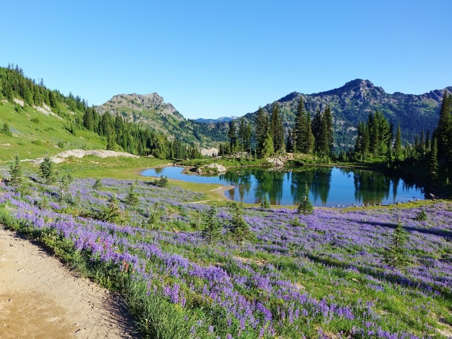 Field of wildflowers on the Pacific Crest Trail in Washington state