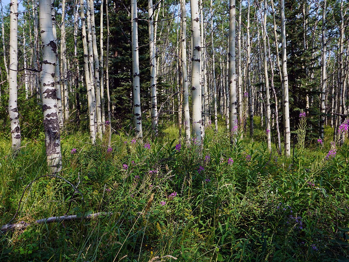 Birch forest on the Mt. Yamnuska Circuit Hike in Canmore, Alberta