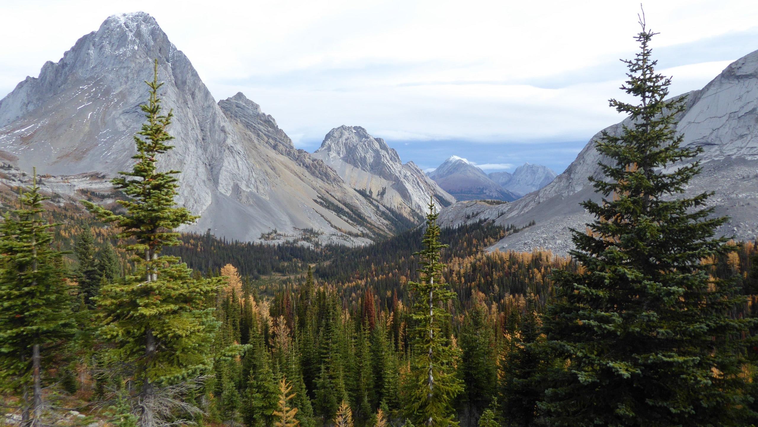 Larches from Burstall pass