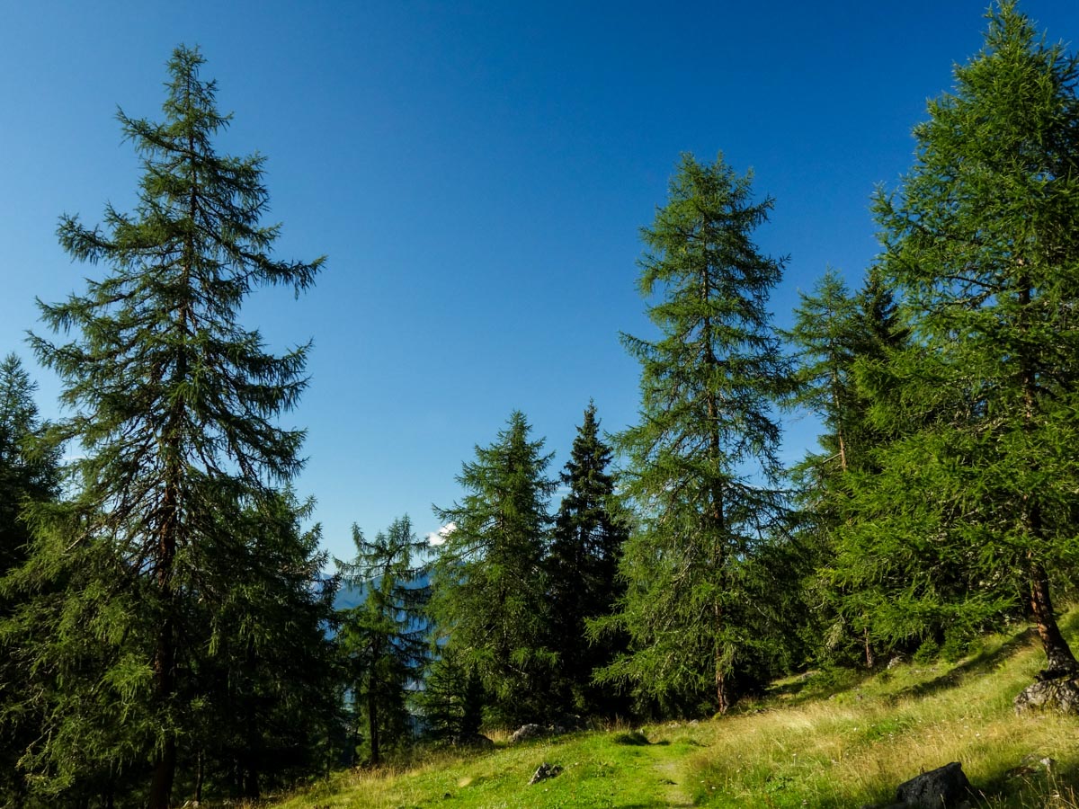 Trees along the trail on the Kemater Alm Hike in Innsbruck, Austria