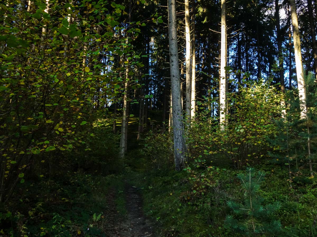 Trail in the forest on the Natterer See Hike from Innsbruck, Austria