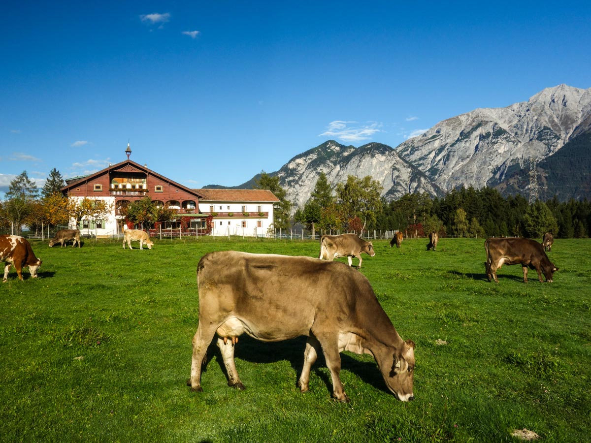 Cows at Eichhof on the Natterer See Hike from Innsbruck, Austria
