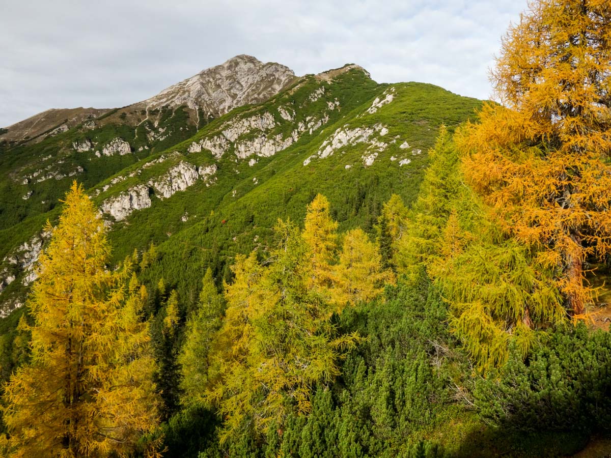 Colorful trees on the Reither Spitze Hike in Innsbruck, Austria