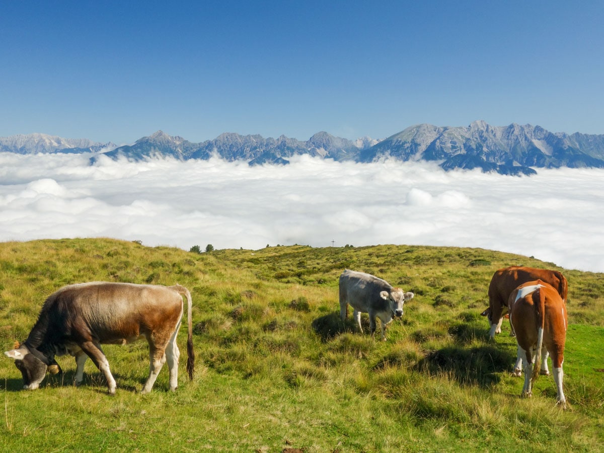 Cows at Salfains on the Schaflegerkogel Loop Hike in Innsbruck, Austria