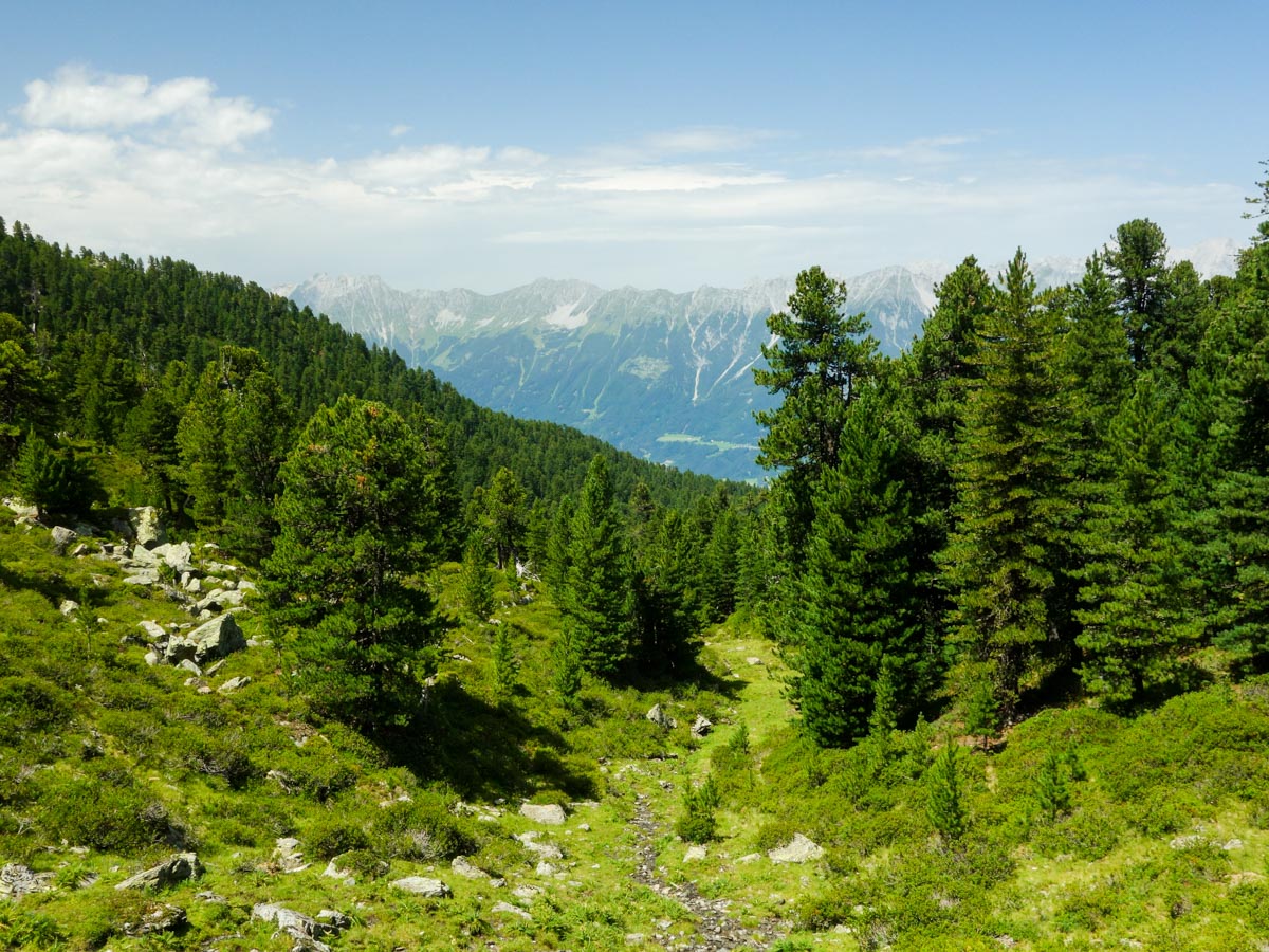 Forest on the Zirbenweg Hike in Innsbruck, Austria