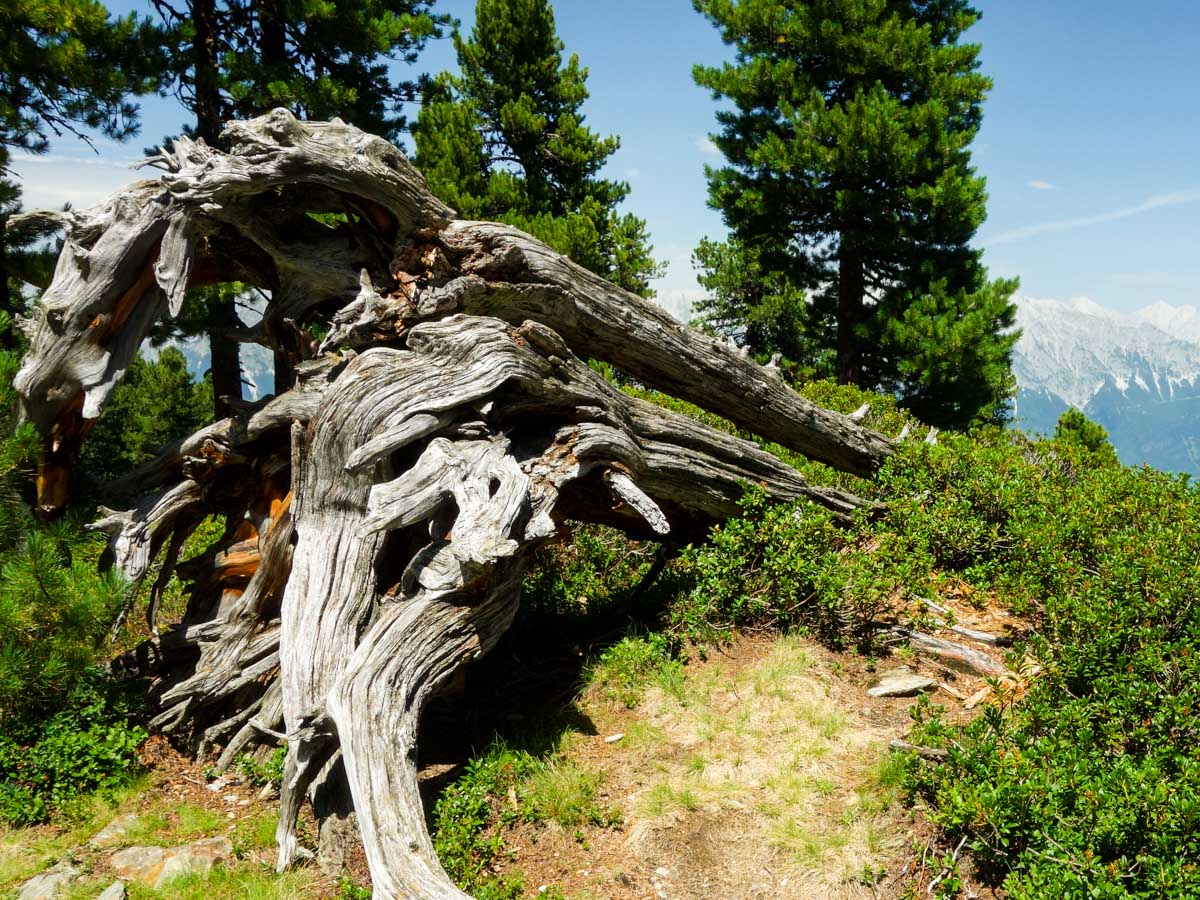 Old arolla pine on the Zirbenweg Hike in Innsbruck, Austria