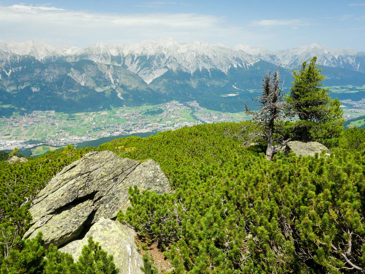 Interesting flora on the Zirbenweg Hike in Innsbruck, Austria