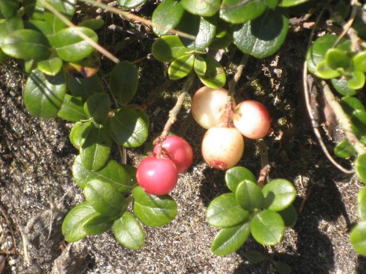 Lingonberry on the Alexander-Enzinger Trail Hike in Zell am See - Kaprun, Austria