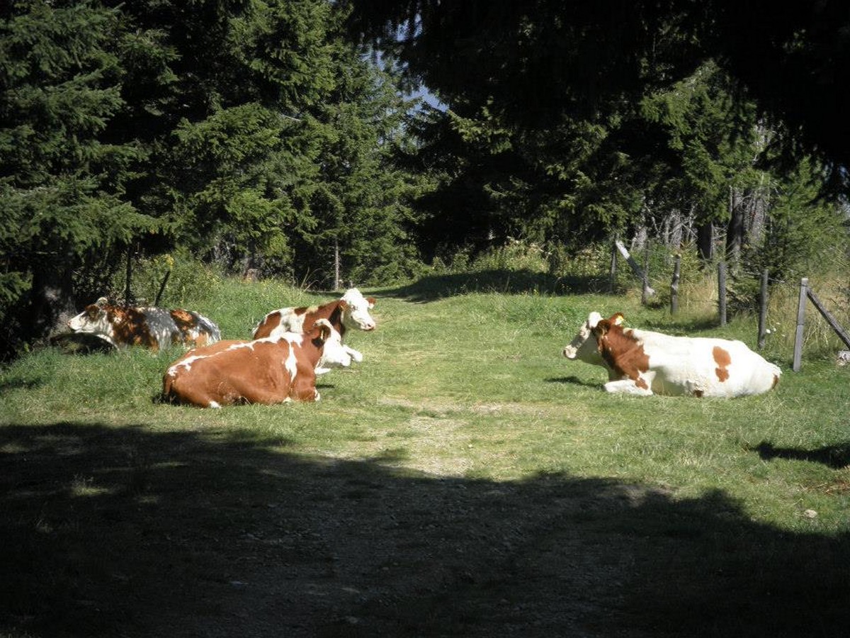 Cows at the descent on the Alexander-Enzinger Trail Hike in Zell am See - Kaprun, Austria