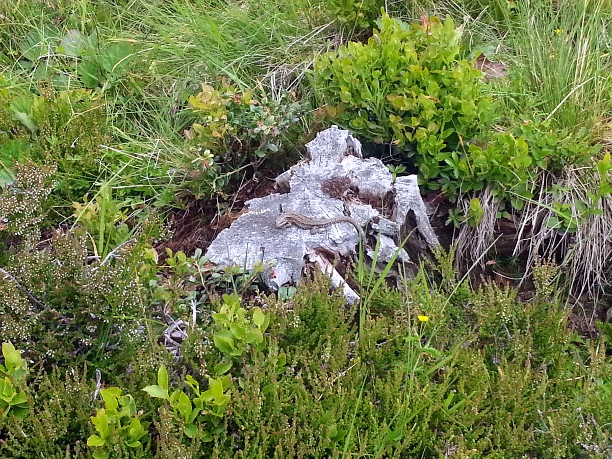 Sand lizard on the Schwalbenwand & Schönwieskopf Hike in Zell am See - Kaprun, Austria