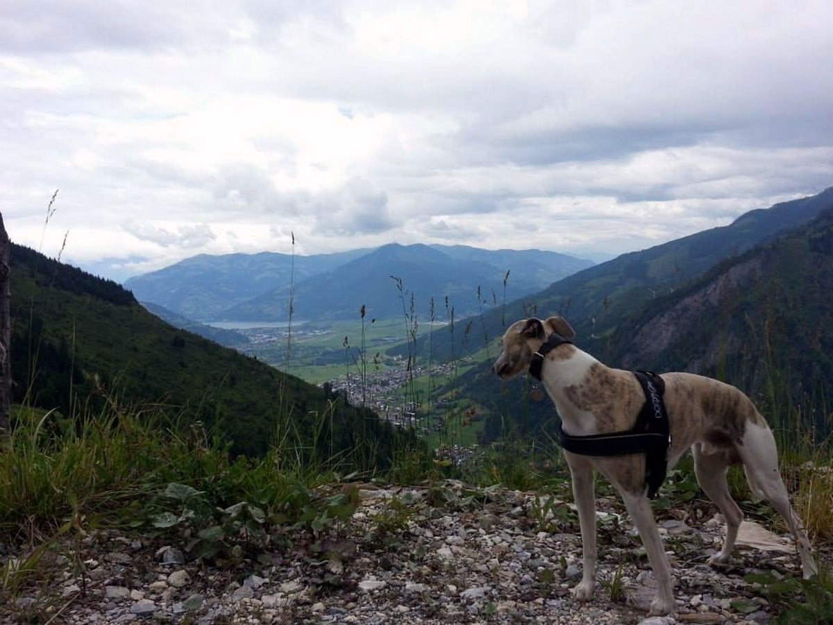 Dog on top of Jetzbachsteig on the Glocknerblick via Jetzbachsteig Hike in Zell am See - Kaprun, Austria