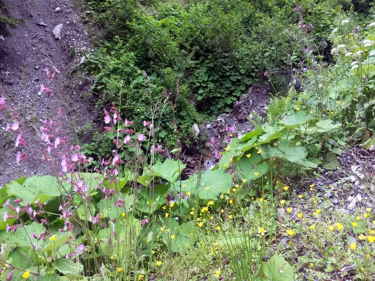 Flowers close to waterfall on the Pinzgau Hut Loop Hike in Zell am See - Kaprun, Austria