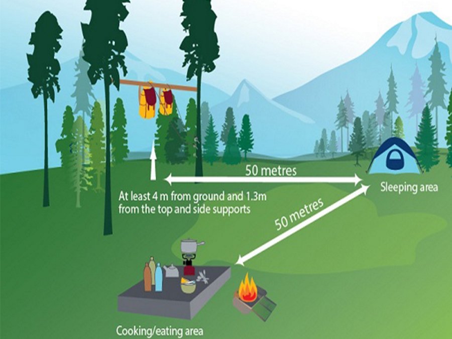 How to keep your campsite bear free using the bear safety tips