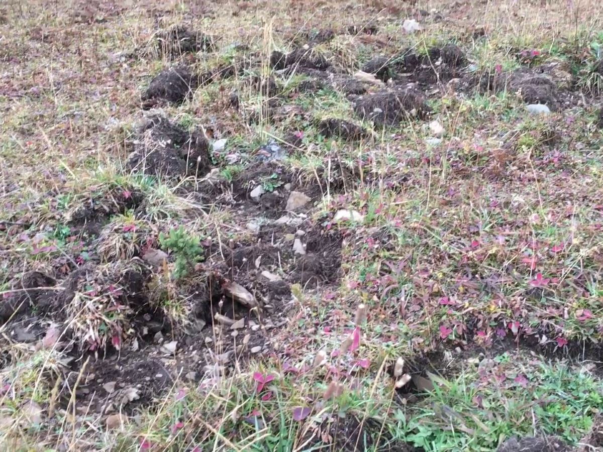 Bear digging along the hiking trail