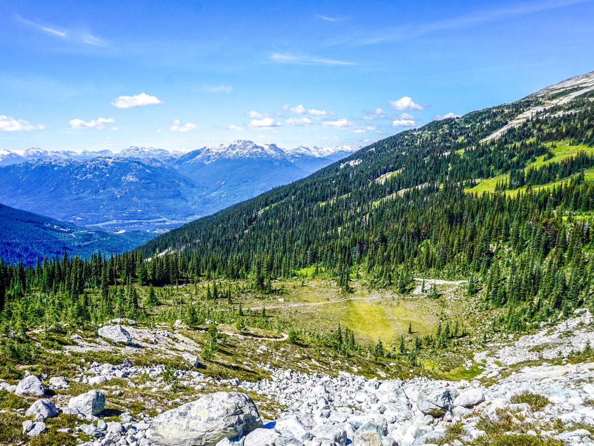 Forest at Blackcomb Meadows Hike in Whistler