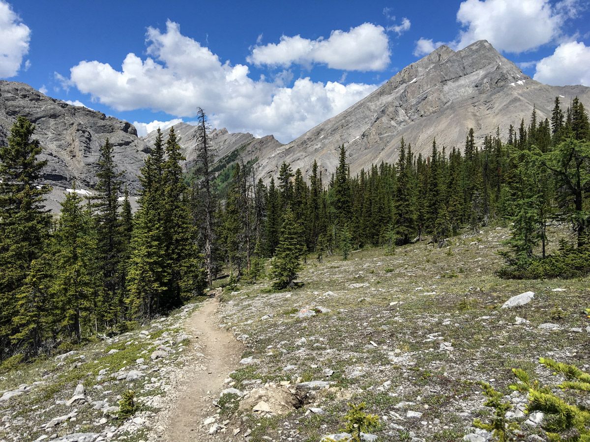 Dead forest on the Buller Pass Hike from Smith-Dorrien Trail in Kananaskis, near Canmore