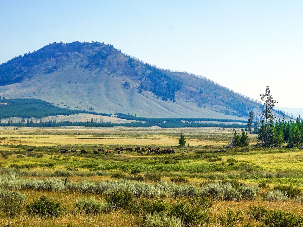 Cattle at Bunsen Peak Hike in Yellowstone National Park