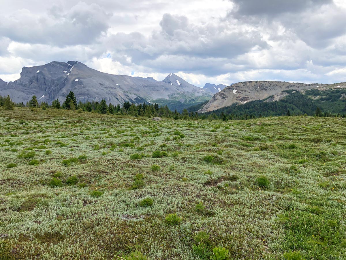 Trail view of the Citadel Pass Hike in Banff National Park