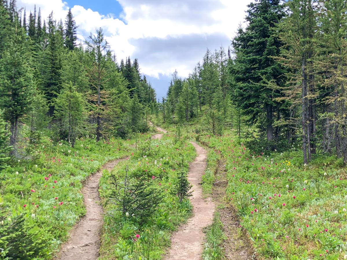 Wildflowers along the trail on the Citadel Pass Hike in Banff National Park