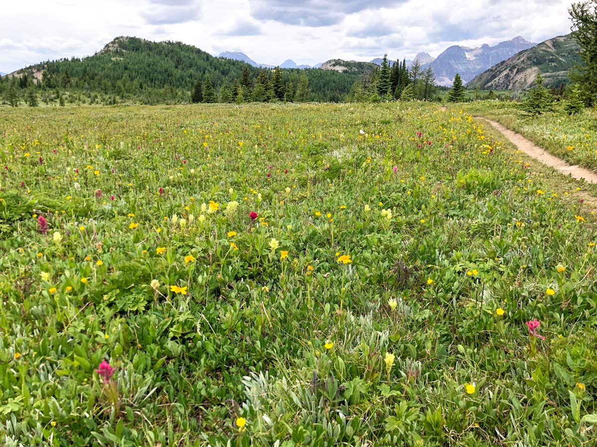 Flora along the trail of the Citadel Pass Hike in Banff National Park