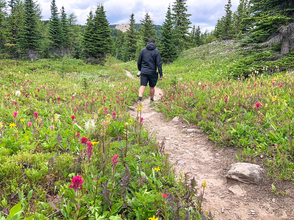 Great walk on the Citadel Pass Hike in Banff National Park