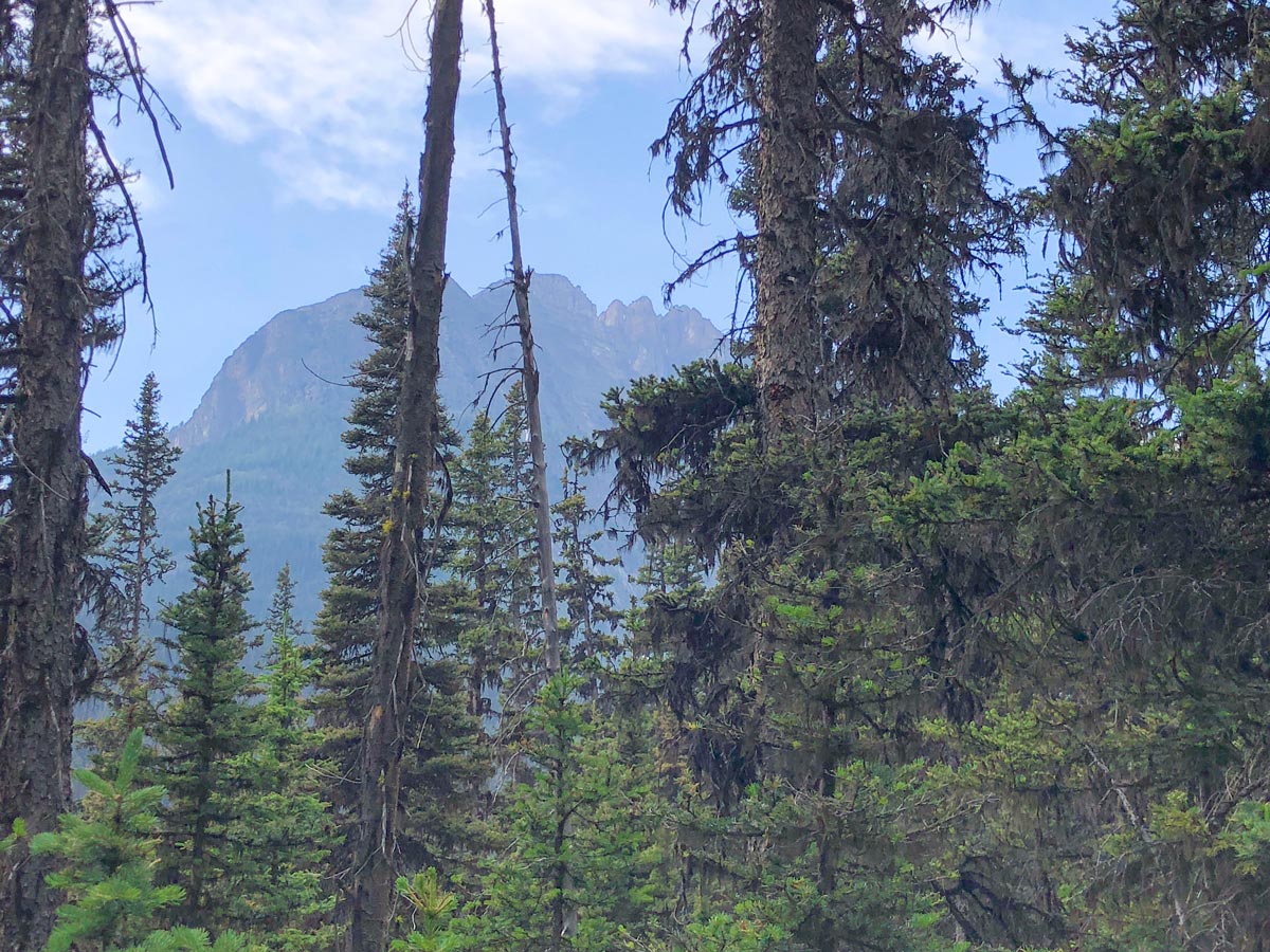 Views through the trees on the Boom Lake Hike near Banff, Alberta