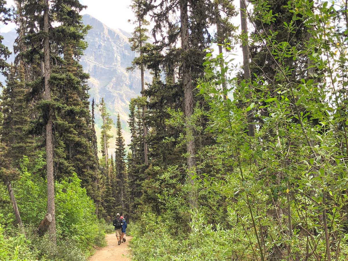 Trail down on the Boom Lake Hike near Banff, Alberta