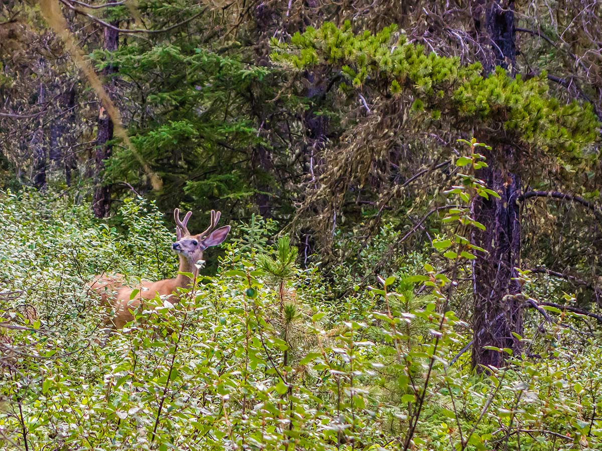 Wildlife on the Cascade Amphitheatre Hike near Banff, Alberta