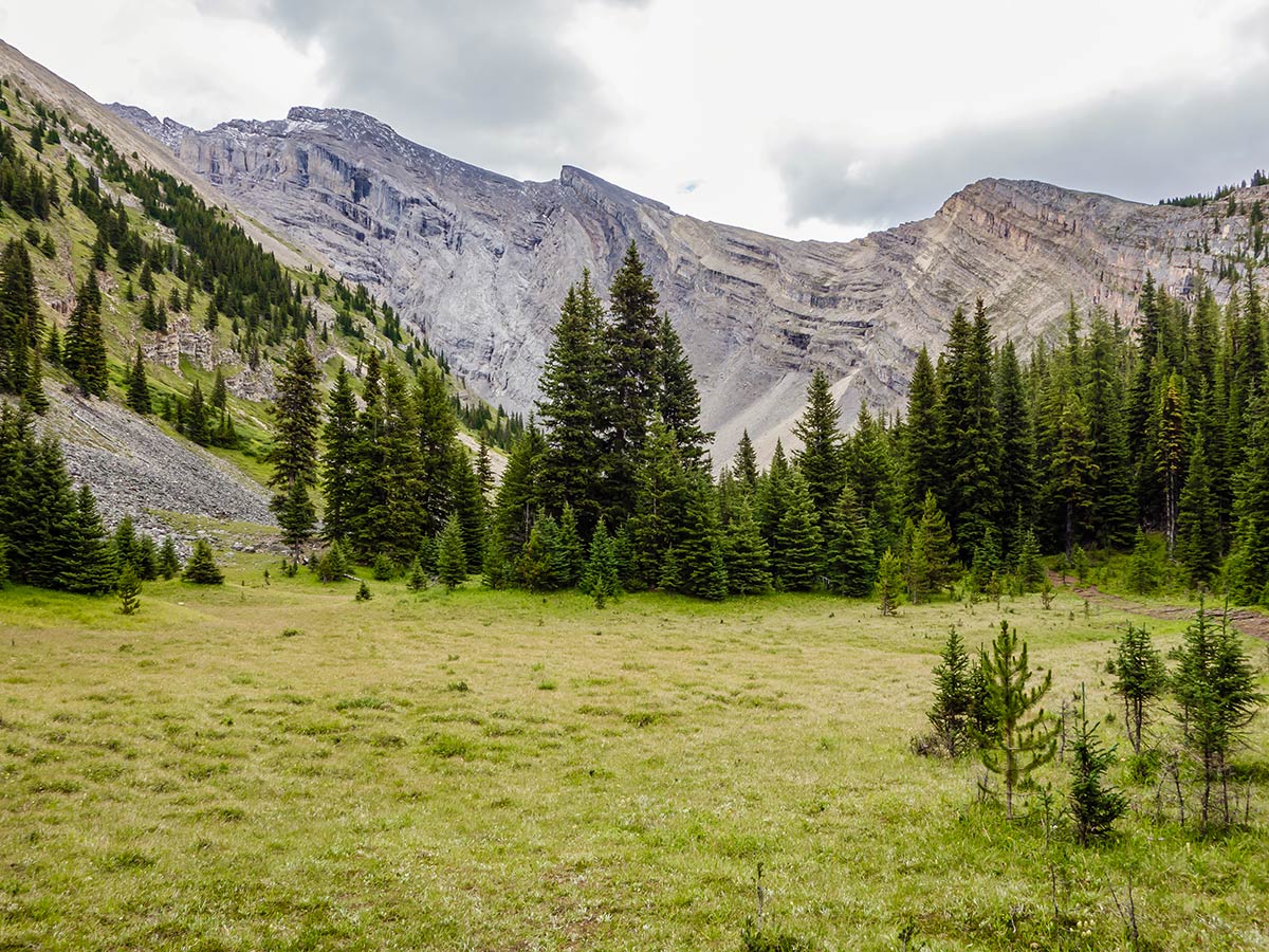 Small meadow on the Cascade Amphitheatre Hike near Banff, Alberta