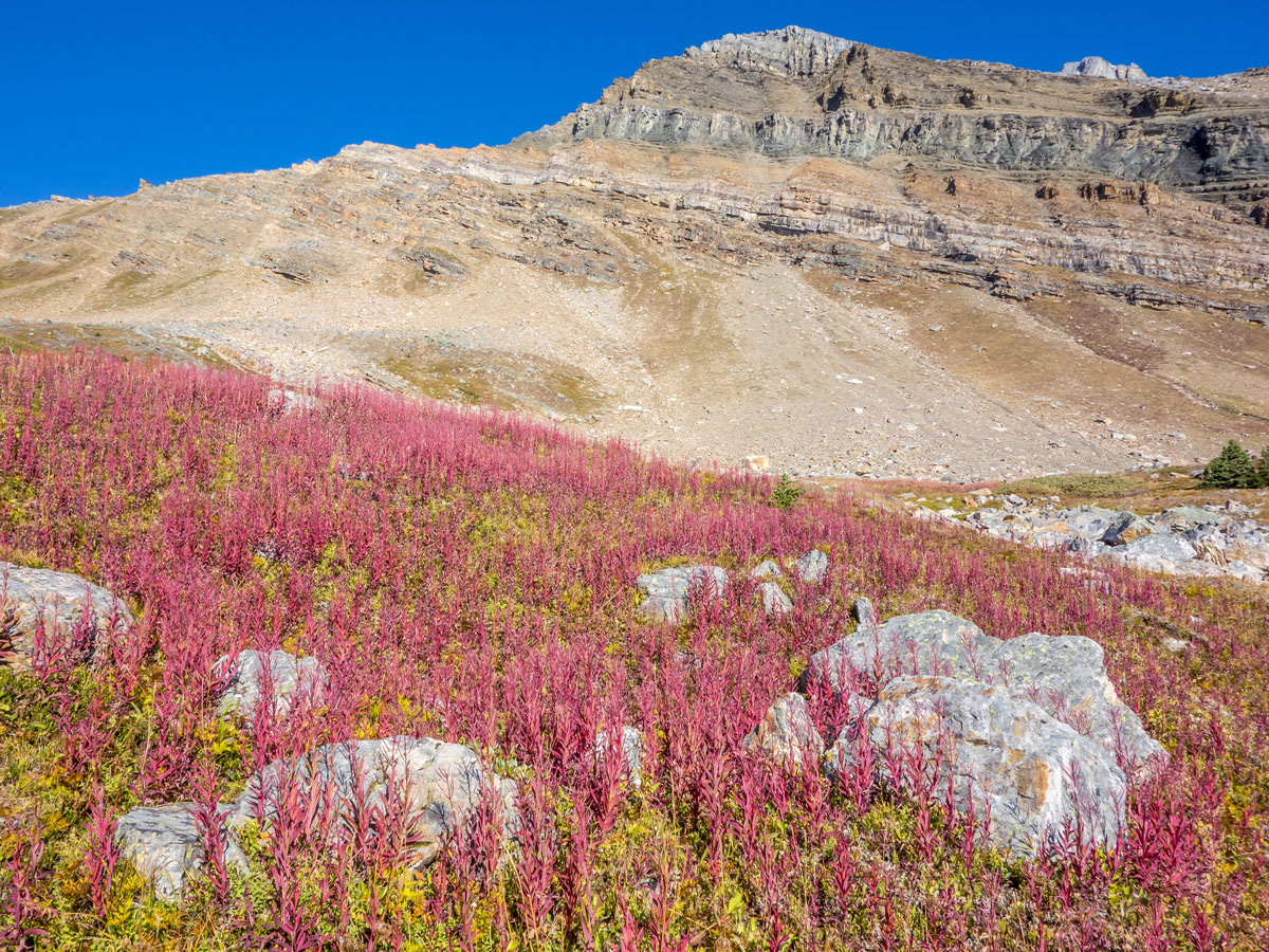 Beautiful fireweed on the Hidden Lake Hike from Lake Louise in Banff National Park