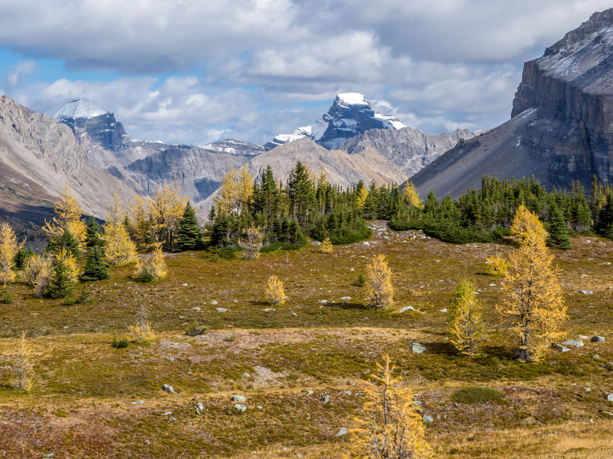 Larches changing on the way down from Mt Richardson on the Hidden Lake Hike from Lake Louise in Banff National Park