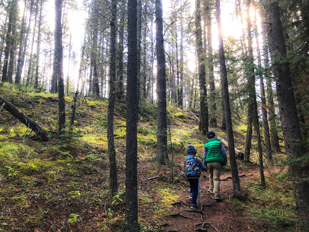 Forest trail on the Stoney Squaw Hike near Banff, Alberta