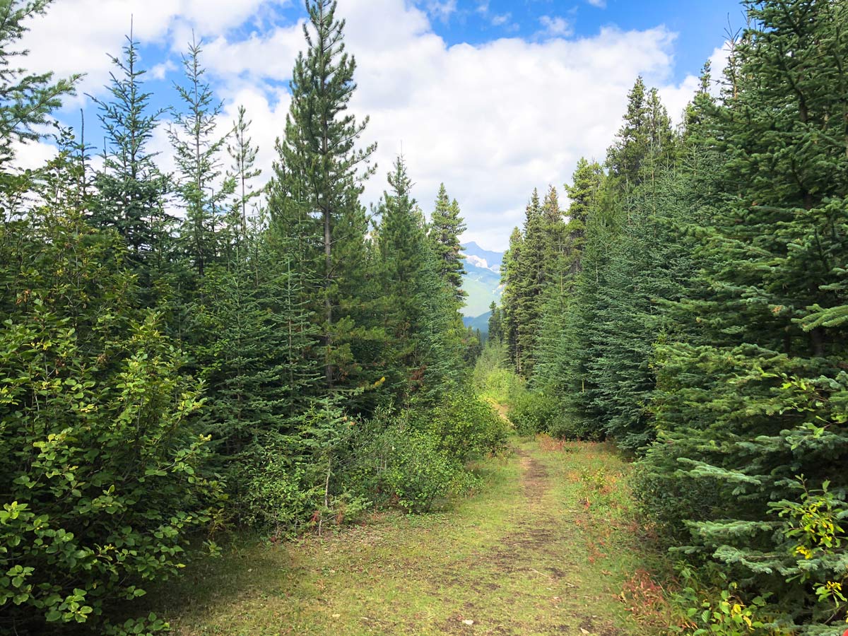 The clearing before the parking lot on the Stoney Squaw Hike near Banff, Alberta