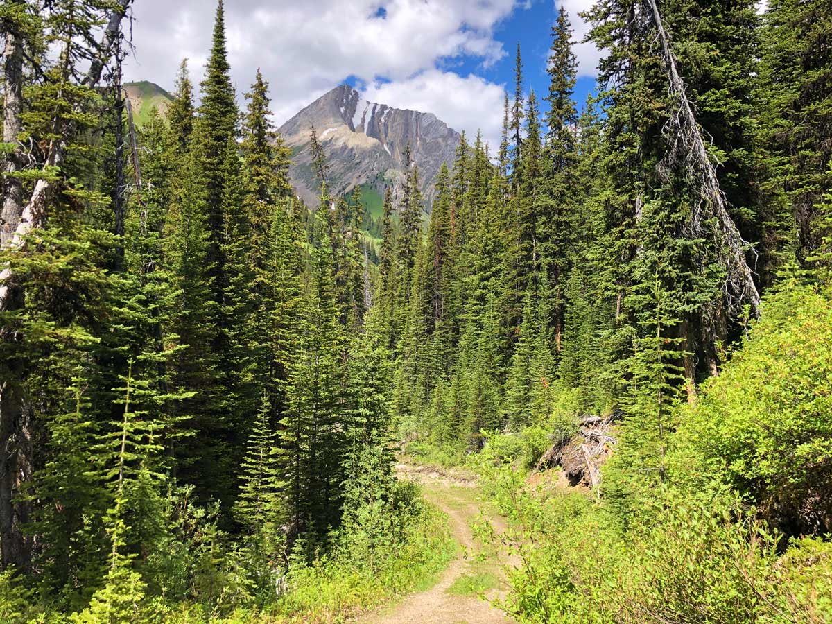 Trail through the forest on the Headwall Lakes Hike near Smith-Dorrien Trail in Kananaskis, near Canmore