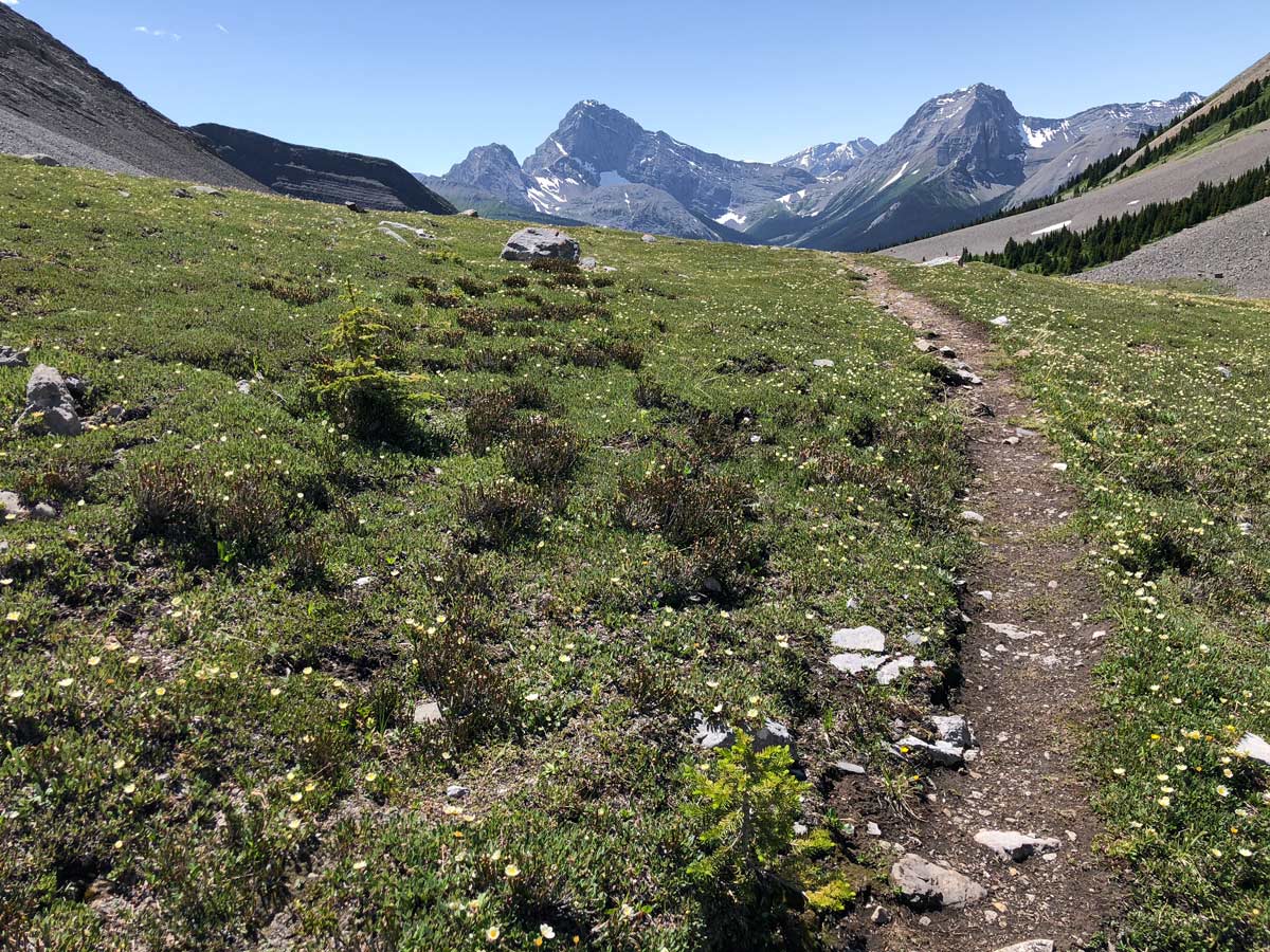 Wildflowers on the Rummel Pass Hike near Smith-Dorrien Trail in Kananaskis, near Canmore