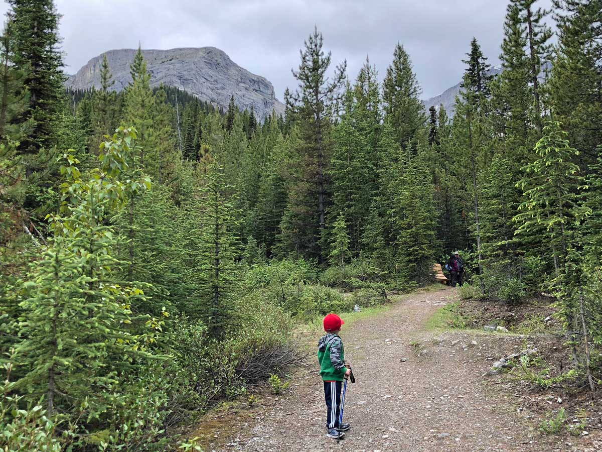 Kid-friendly trail of the Black Prince Interpretive Trail / Warspite Lake Hike near Smith-Dorrien Trail in Kananaskis