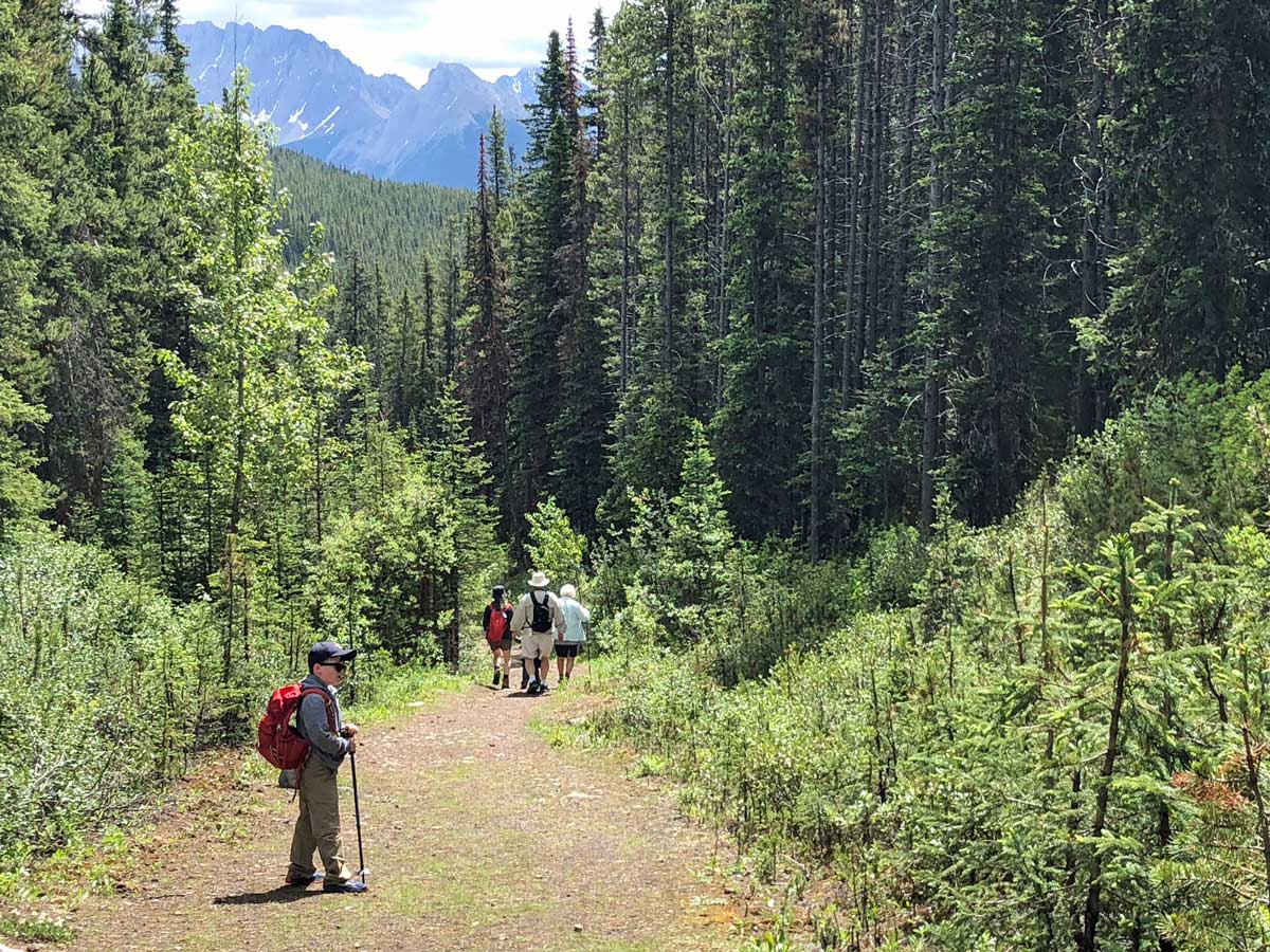 Easy trail of the Black Prince Interpretive Trail / Warspite Lake Hike near Smith-Dorrien Trail in Kananaskis