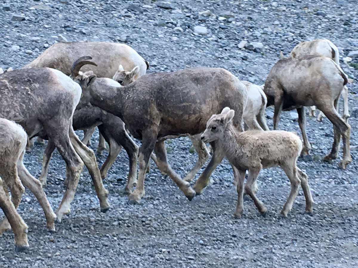 Fauna on the Windtower Hike near Smith-Dorrien Trail in Kananaskis, near Canmore