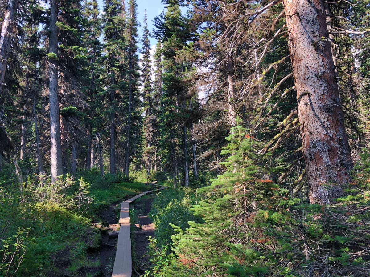 Log walkway on the Rawson Lake Hike in Kananaskis, near Canmore