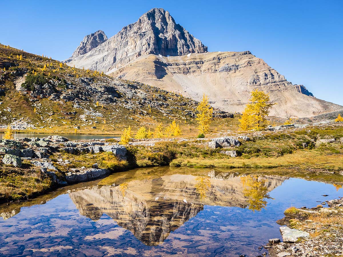 Ptarmigan Peak reflected in a small pond on the Redoubt Lake via Boulder Pass Hike from Lake Louise in Banff National Park