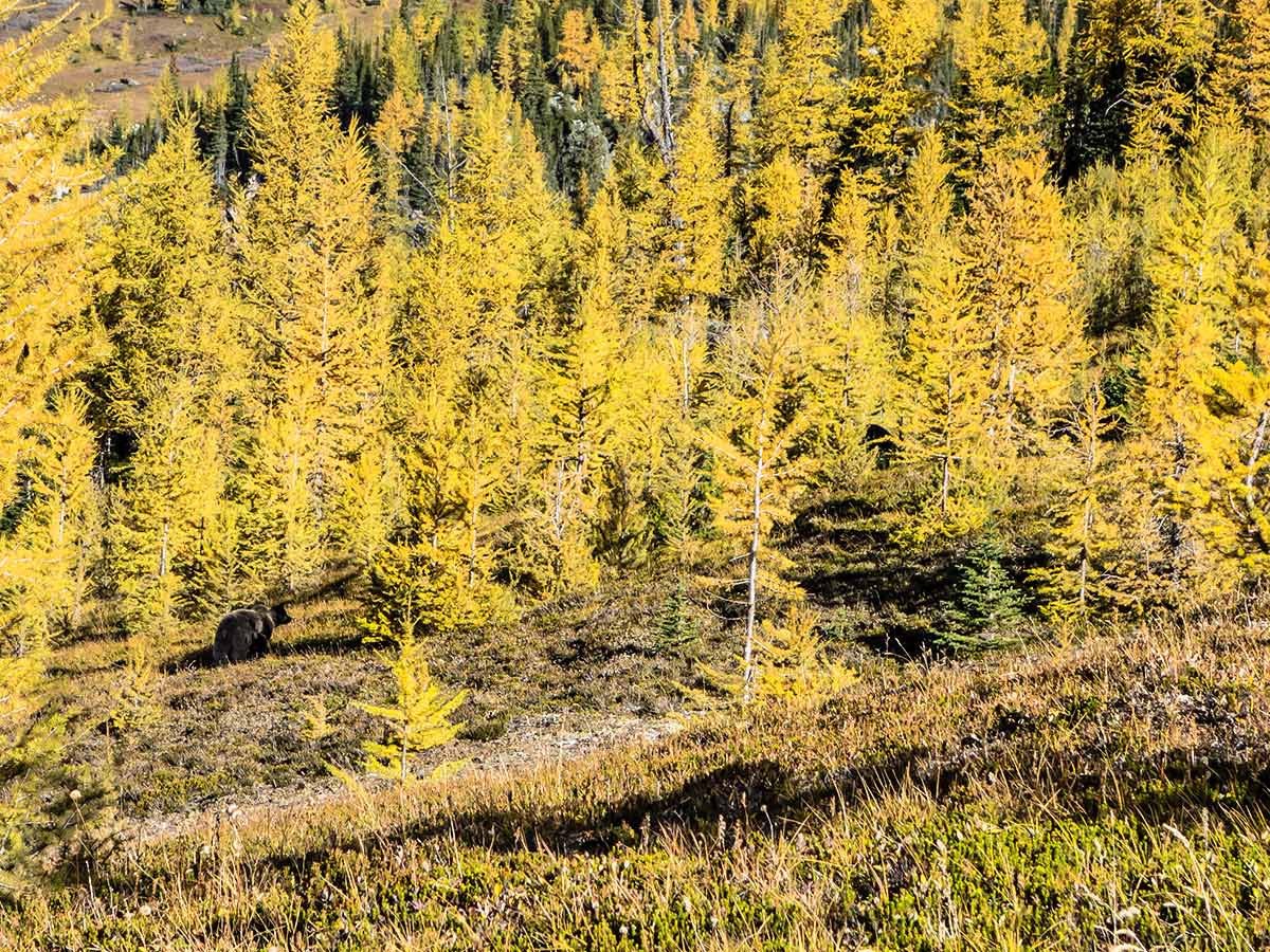 A grizzly cub near Zigadenus Lake on the Skoki Lakes Hike from Lake Louise in Banff National Park