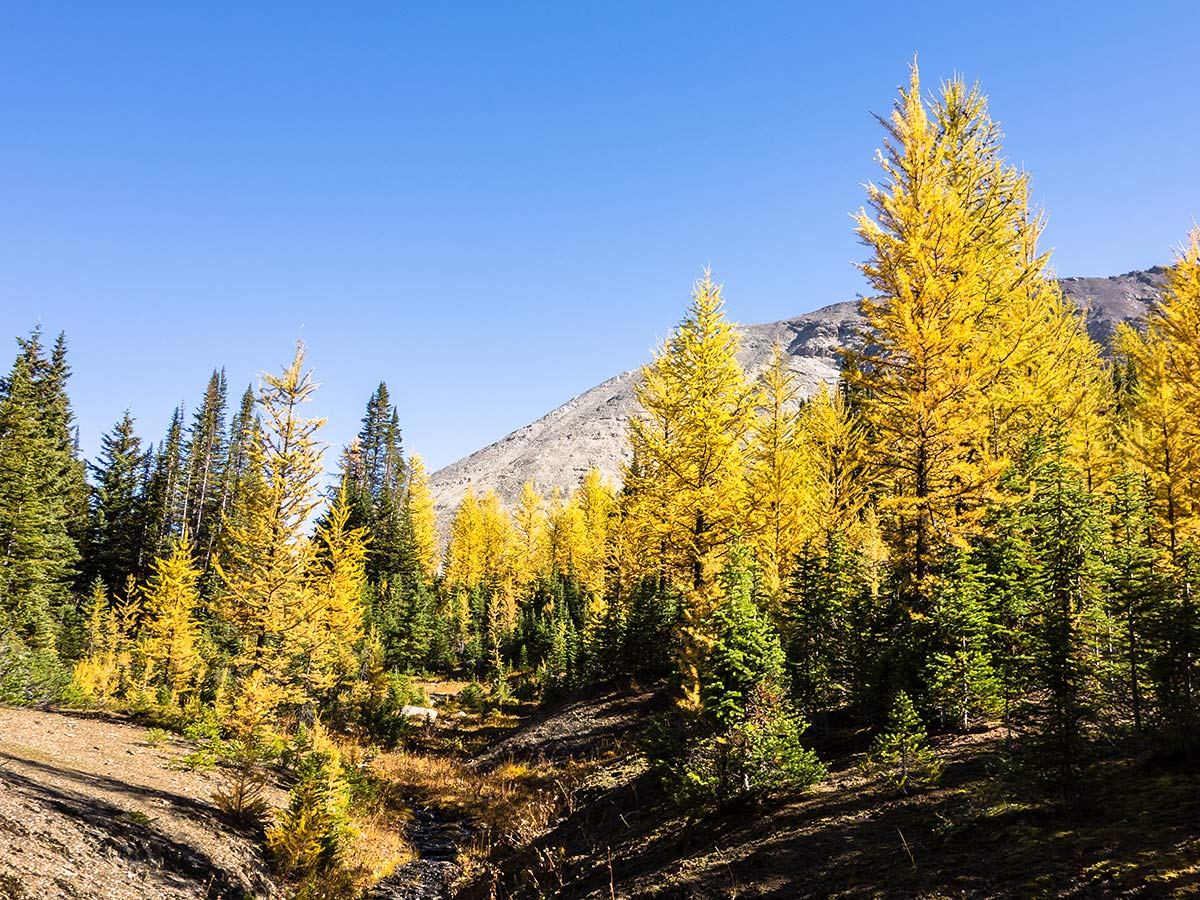 Bushwacking back to the trail on the Skoki Lakes Hike from Lake Louise in Banff National Park