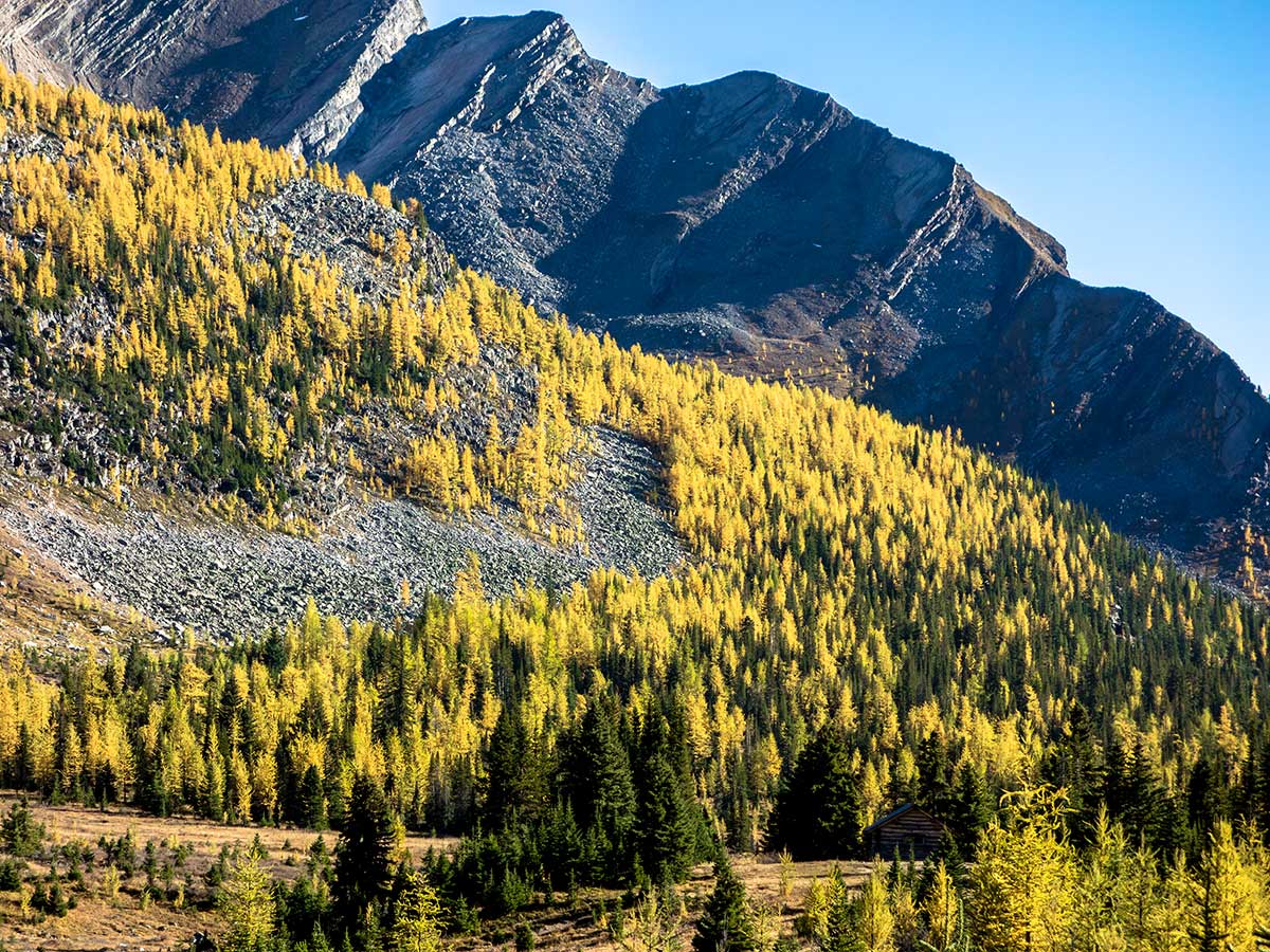 A ridge of larches above the Halfway Hut on the Skoki Lakes Hike from Lake Louise in Banff National Park