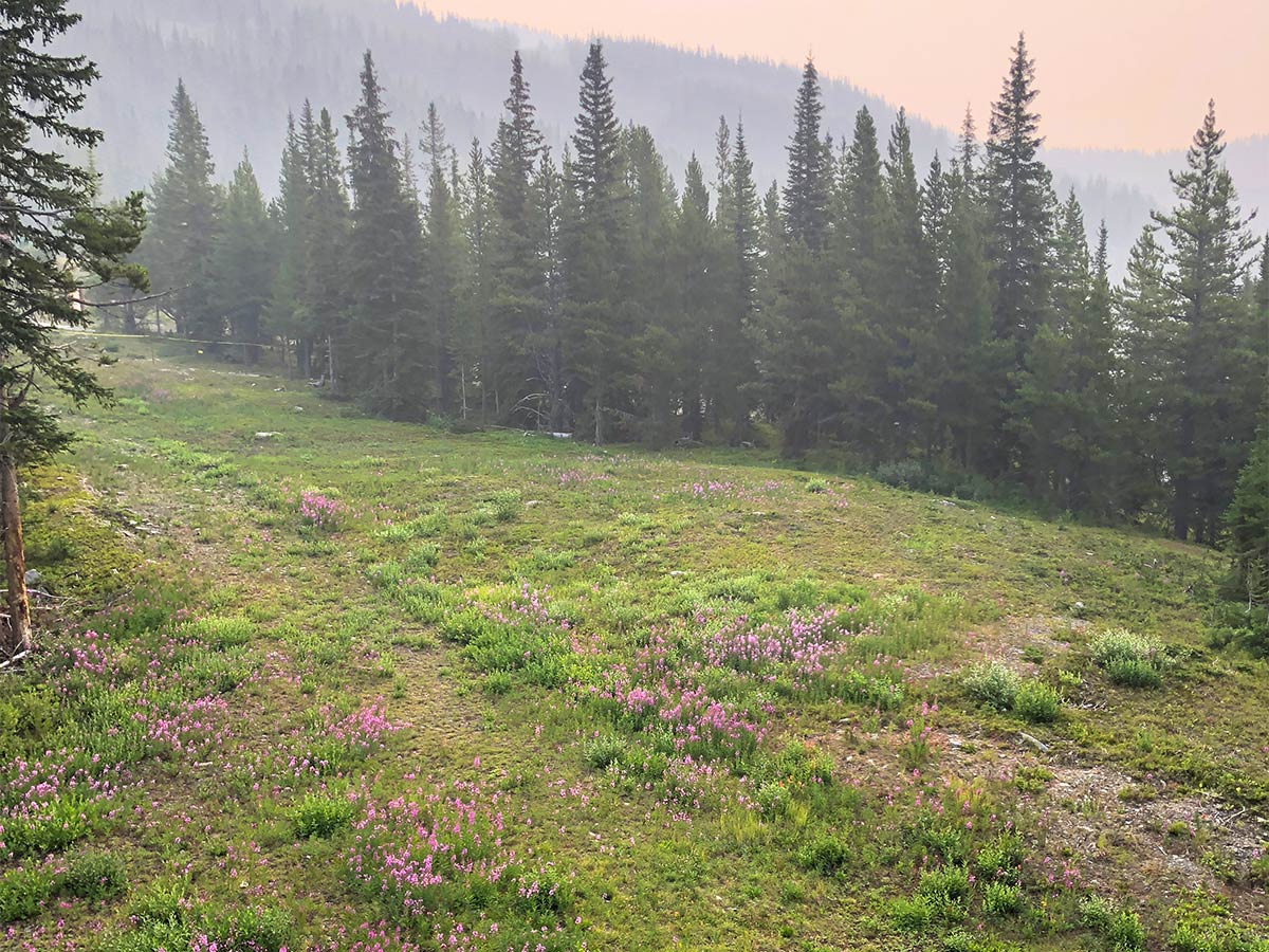 Wildflowers on the Lake Louise Ski Hill Hike from Lake Louise in Banff National Park